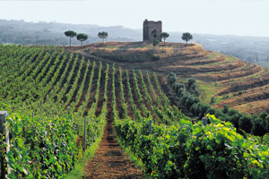 Tour dos Vinhos Italianos de 3 dias
